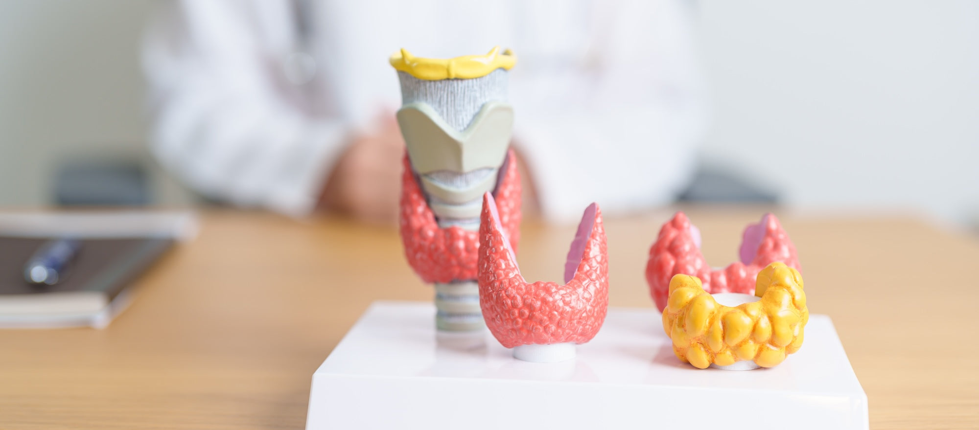 Jod Wirkung: Mehrere kleine Modelle der Schilddrüse