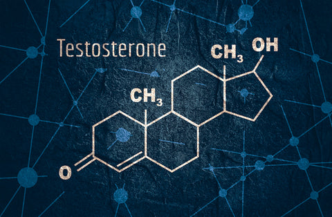 Chemische Struktur von Testosteron