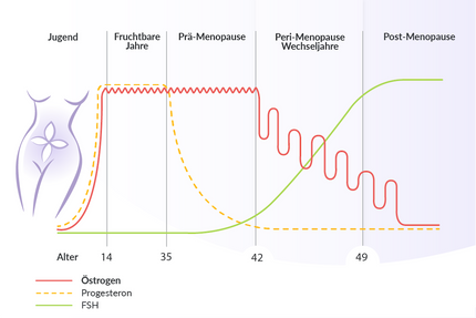 Abnehmen in den Wechseljahren: Diagramm mit dem Verlauf der Hormonschwankungen während des weiblichen Zyklus