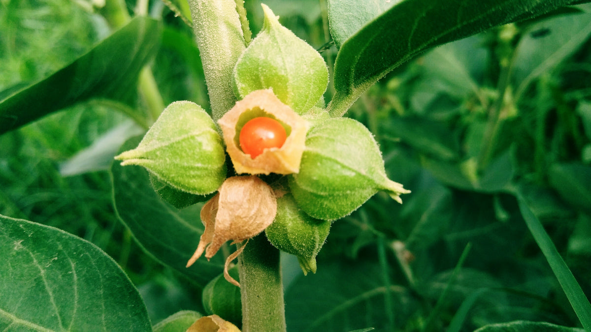 Immunsystem stärken: Ashwagandha Pflanze
