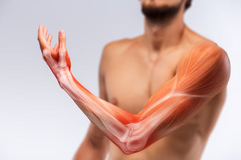 Muskeln im Arm