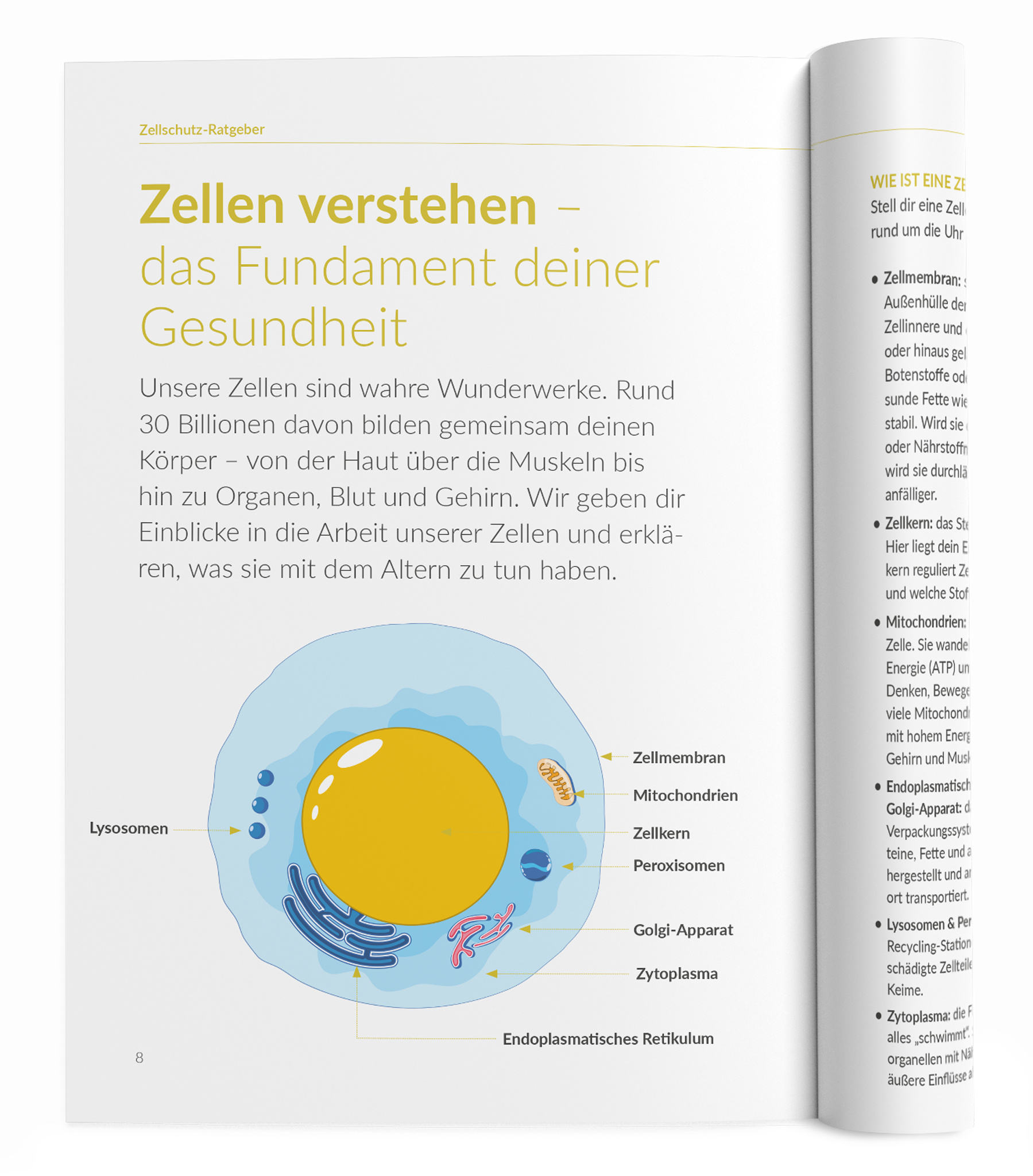 Zellschutz-Ratgeber - 1:Q10 - VitaMoment Produkt